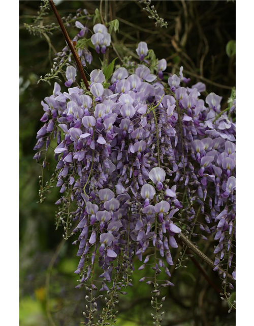 Wisteria sinensis 'Prolific'