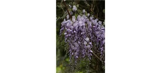 Wisteria sinensis 'Prolific'