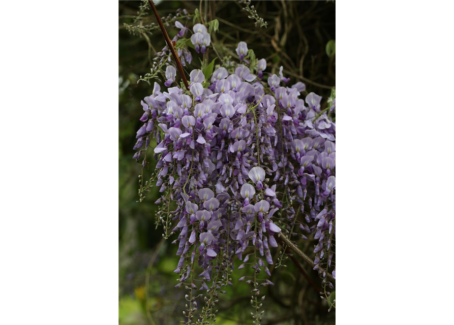 Wisteria sinensis 'Prolific'