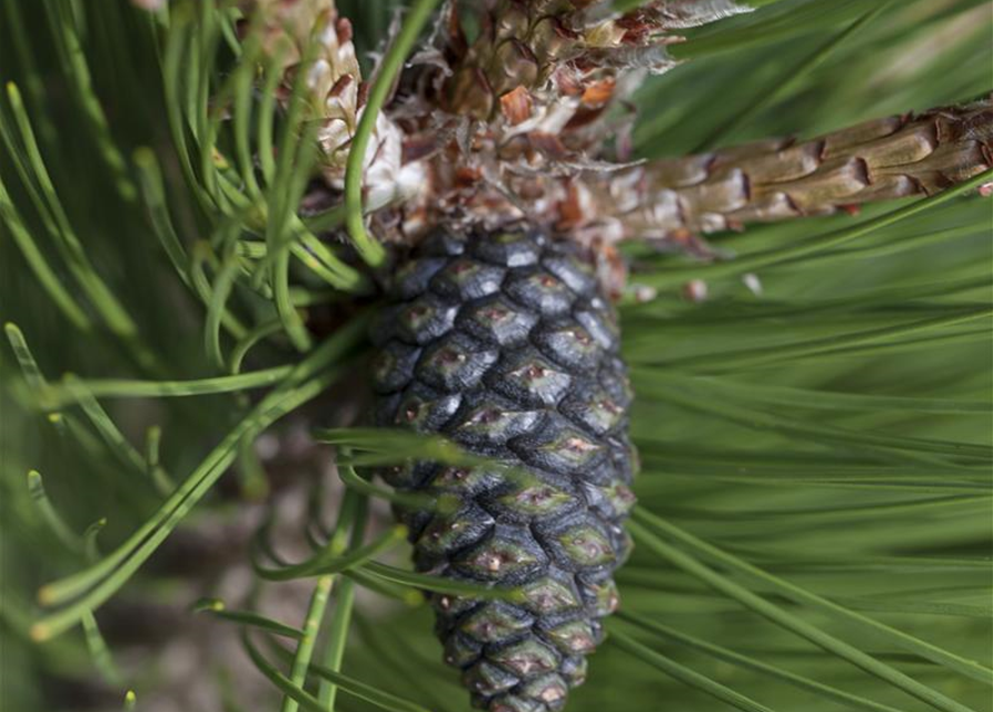 R Pinus heldreichii 'Compact Gem'