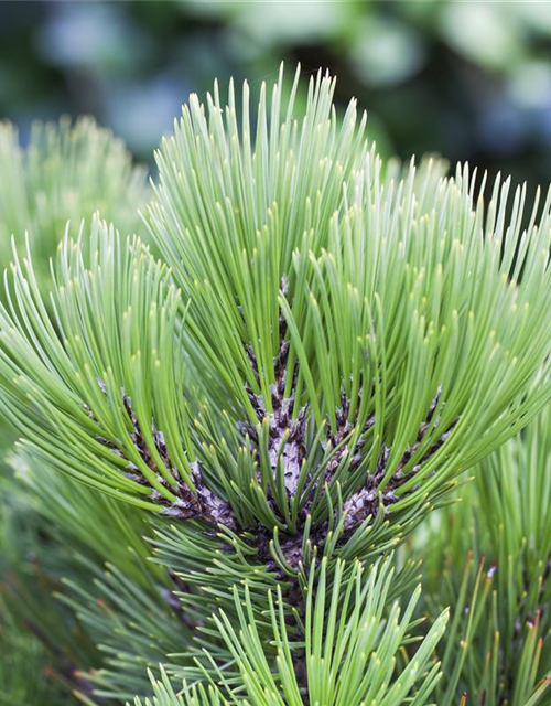 R Pinus heldreichii 'Compact Gem'