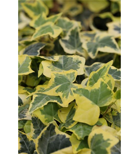 Hedera helix 'Goldchild'