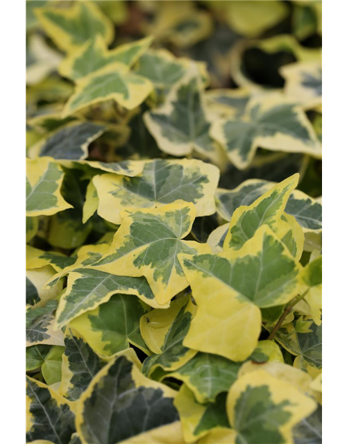 Hedera helix 'Goldchild'