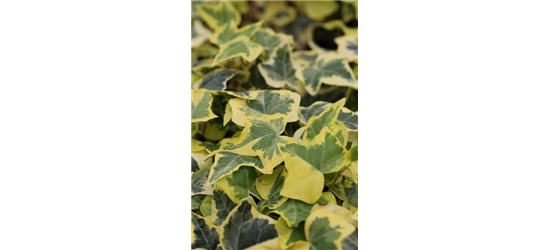 Hedera helix 'Goldchild'