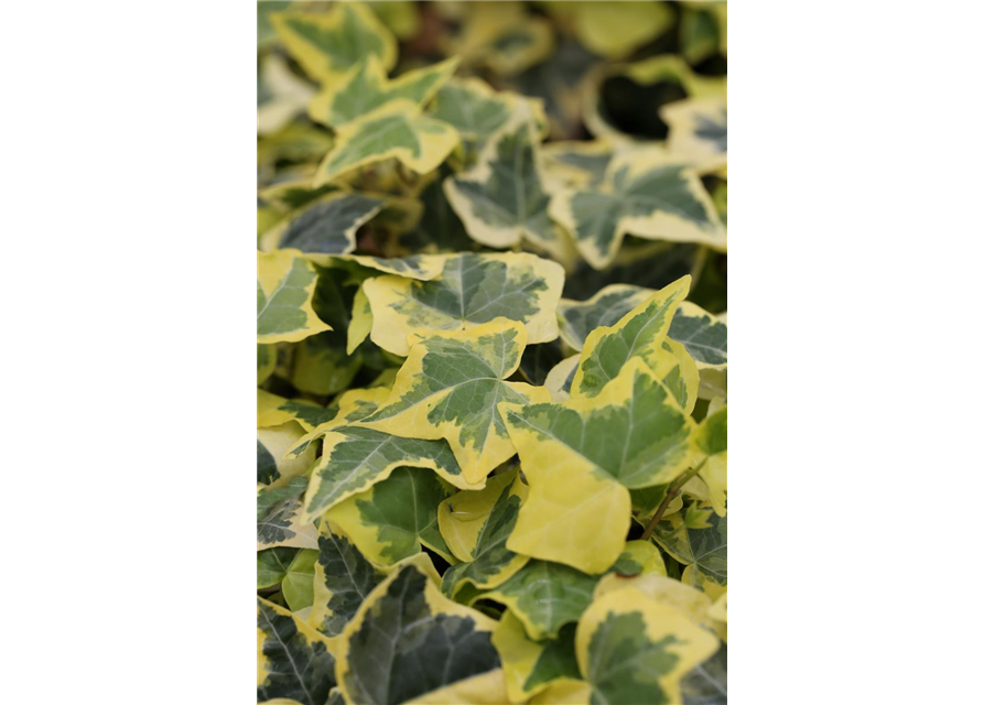 Hedera helix 'Goldchild'