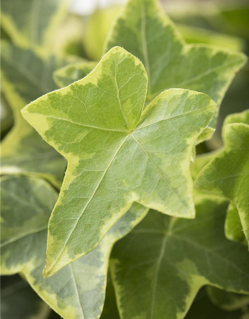 Hedera helix 'Goldchild'