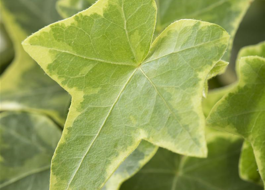 Hedera helix 'Goldchild'