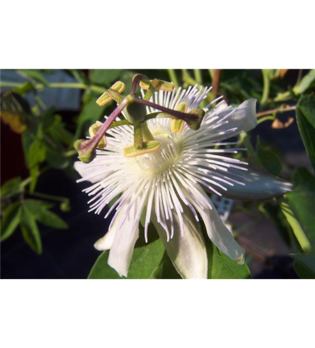 Passiflora caerulea 'Constance Elliot'