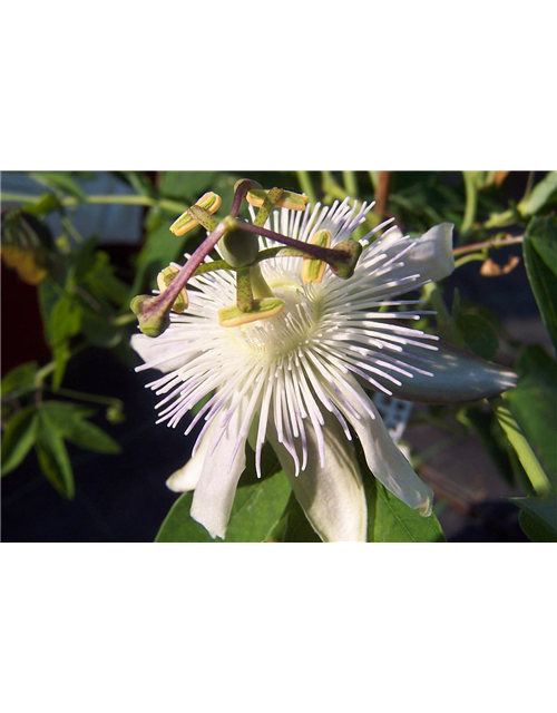 Passiflora caerulea 'Constance Elliot'