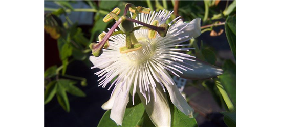 Passiflora caerulea 'Constance Elliot'