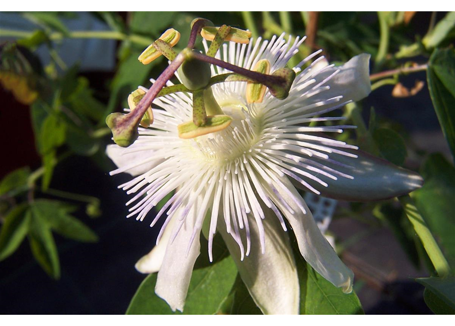 Passiflora caerulea 'Constance Elliot'