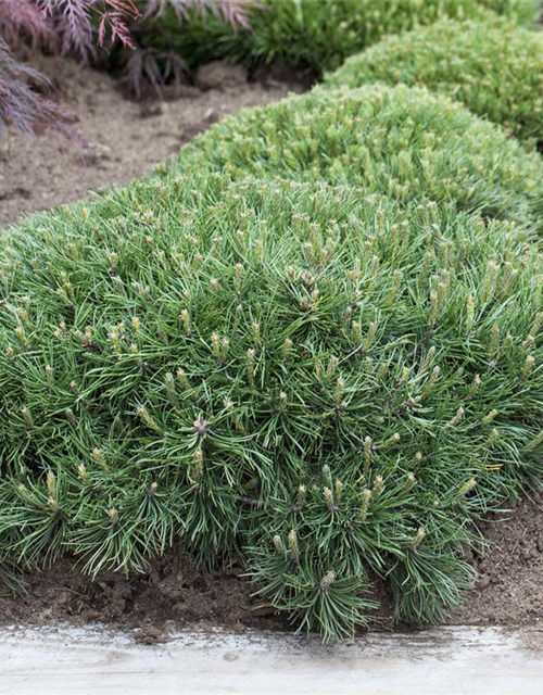 R Pinus strobus 'Nana Compacta'