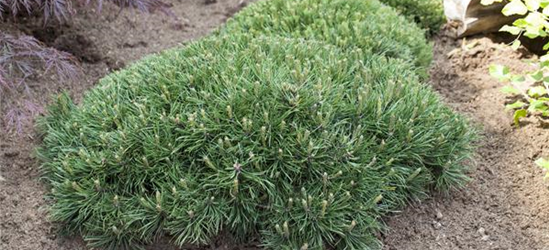 R Pinus strobus 'Nana Compacta'