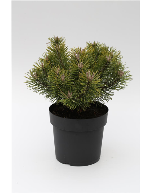 R Pinus mugo 'Mumpitz'