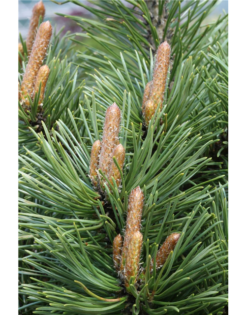 R Pinus mugo 'Mumpitz'