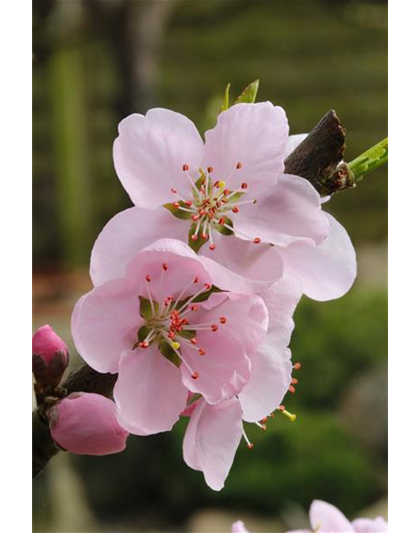 Prunus persica 'Ice Peach'®