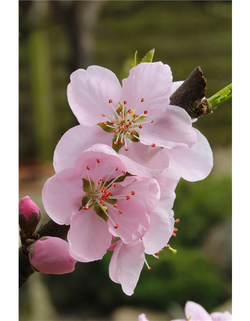 Prunus persica 'Ice Peach'®