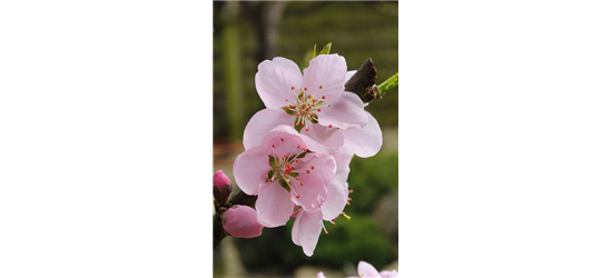 Prunus persica 'Ice Peach'®