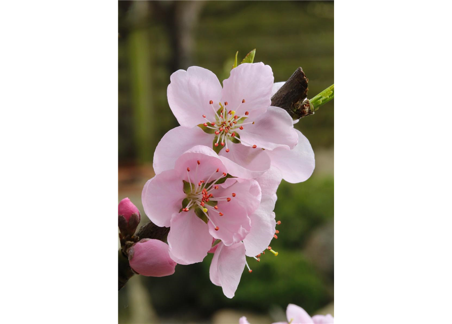 Prunus persica 'Ice Peach'®