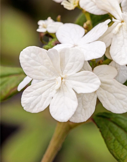 R Viburnum plicatum 'Summer Snowflake'