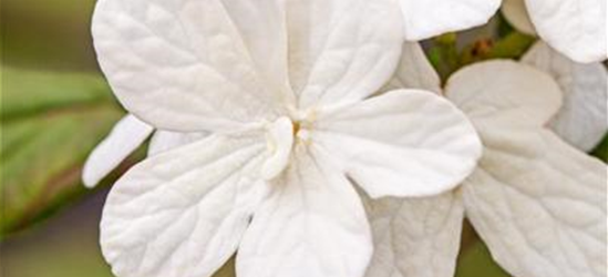 R Viburnum plicatum 'Summer Snowflake'