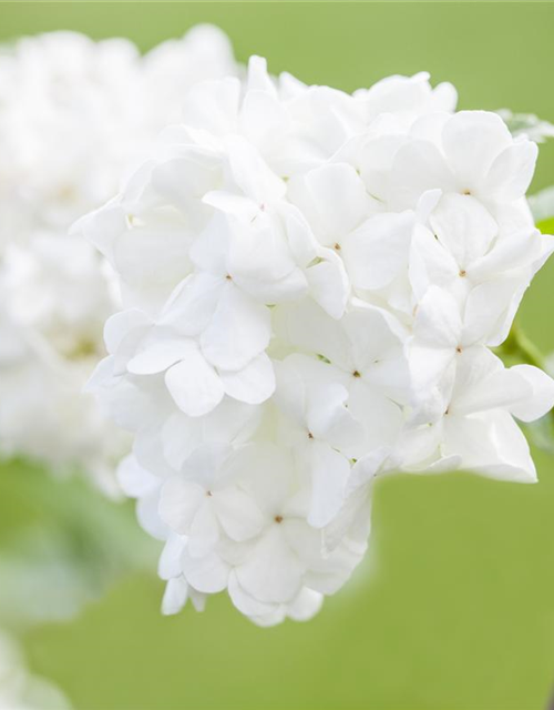 R Viburnum plicatum 'Summer Snowflake'