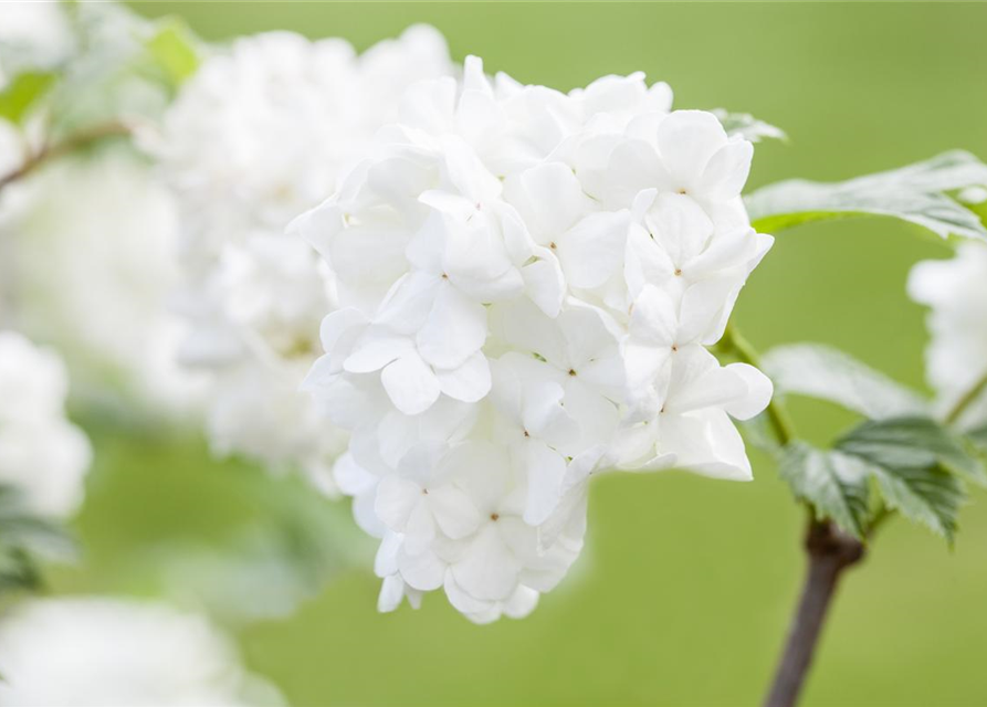 R Viburnum plicatum 'Summer Snowflake'