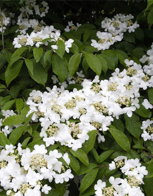 R Viburnum plicatum 'Summer Snowflake'