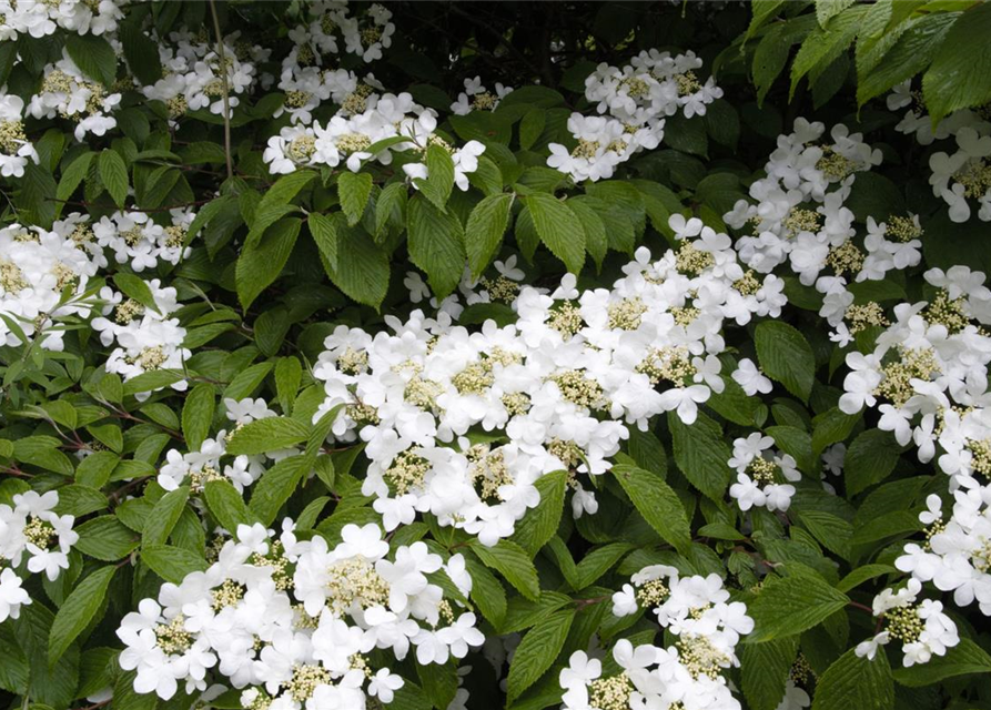 R Viburnum plicatum 'Summer Snowflake'