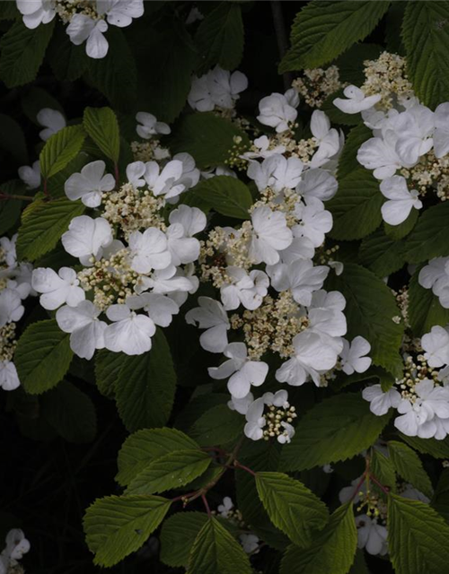 R Viburnum plicatum 'Summer Snowflake'