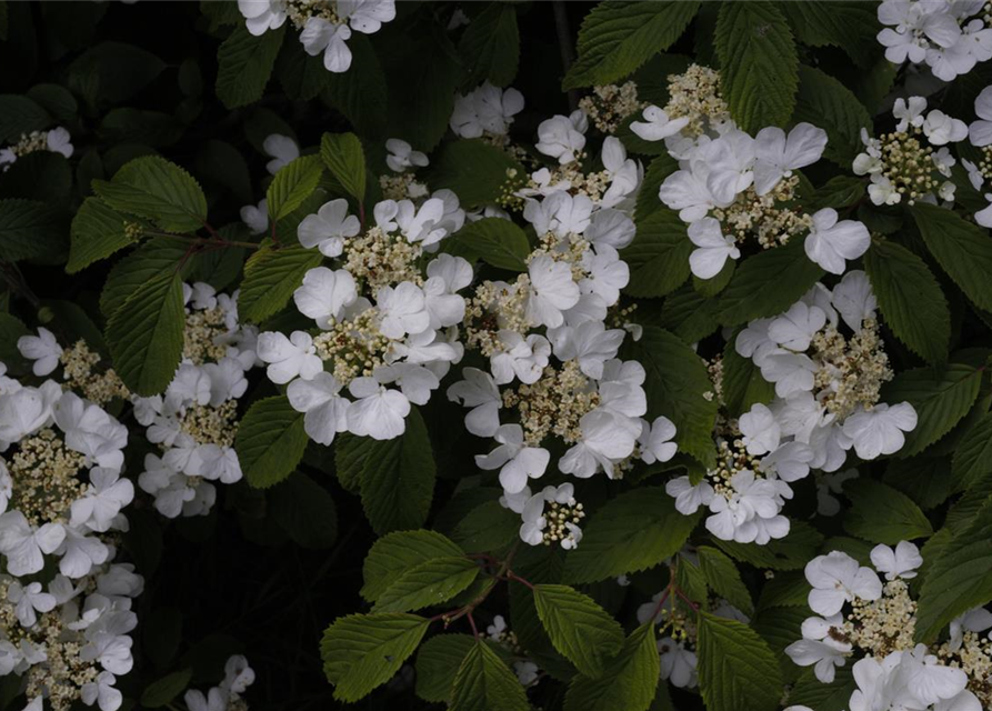 R Viburnum plicatum 'Summer Snowflake'