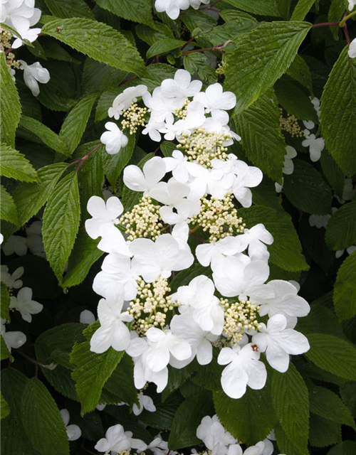 R Viburnum plicatum 'Summer Snowflake'