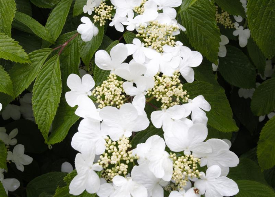 R Viburnum plicatum 'Summer Snowflake'