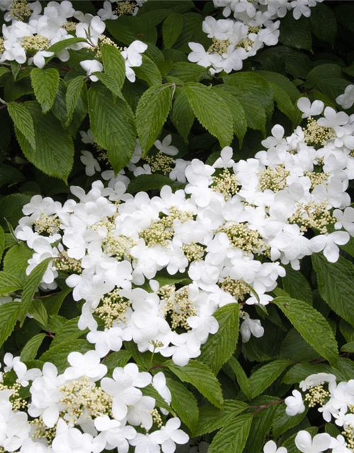 R Viburnum plicatum 'Summer Snowflake'