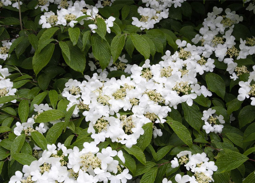 R Viburnum plicatum 'Summer Snowflake'