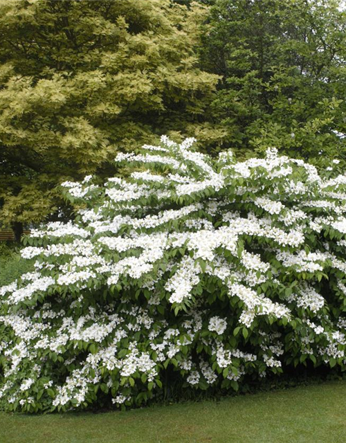 R Viburnum plicatum 'Summer Snowflake'