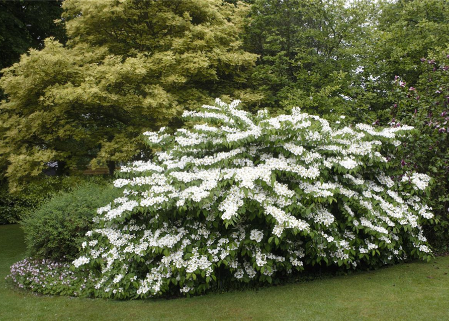 R Viburnum plicatum 'Summer Snowflake'