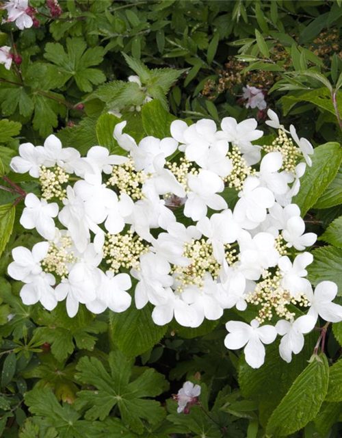 R Viburnum plicatum 'Summer Snowflake'