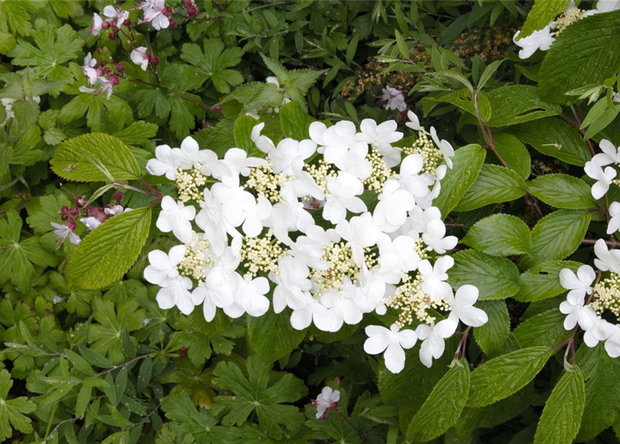 R Viburnum plicatum 'Summer Snowflake'