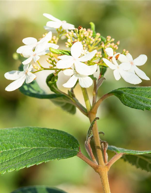 R Viburnum plicatum 'Summer Snowflake'