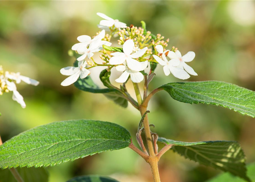 R Viburnum plicatum 'Summer Snowflake'