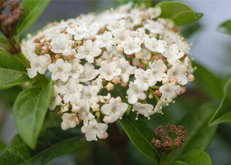 R Viburnum tinus Ladybird