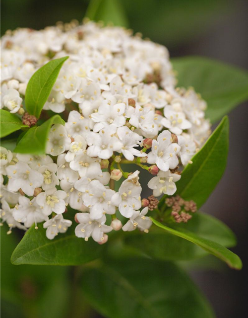 R Viburnum tinus Ladybird