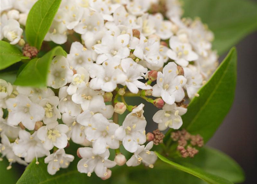 R Viburnum tinus Ladybird