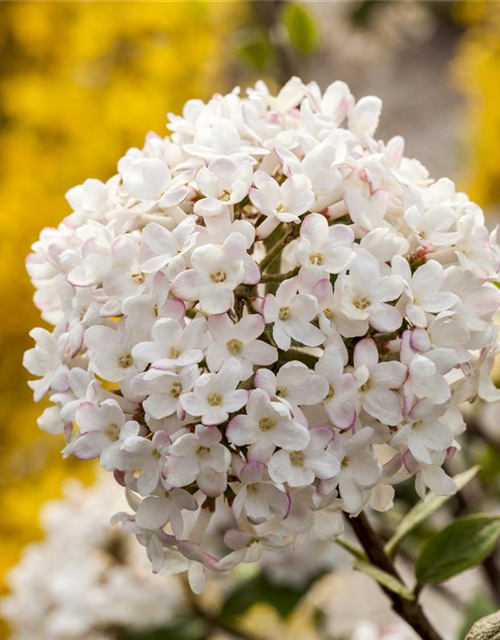 Viburnum carlesii