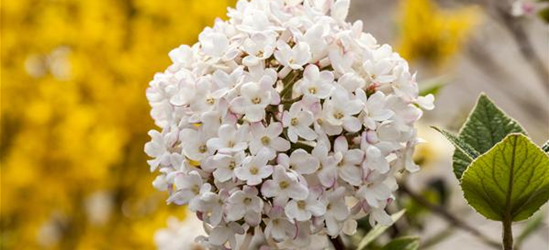 Viburnum carlesii