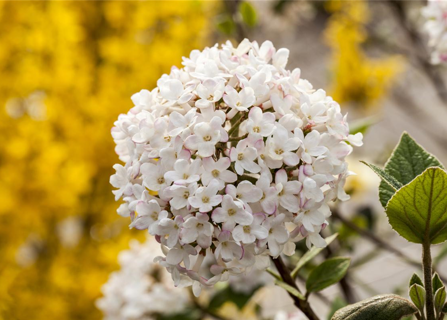 Viburnum carlesii