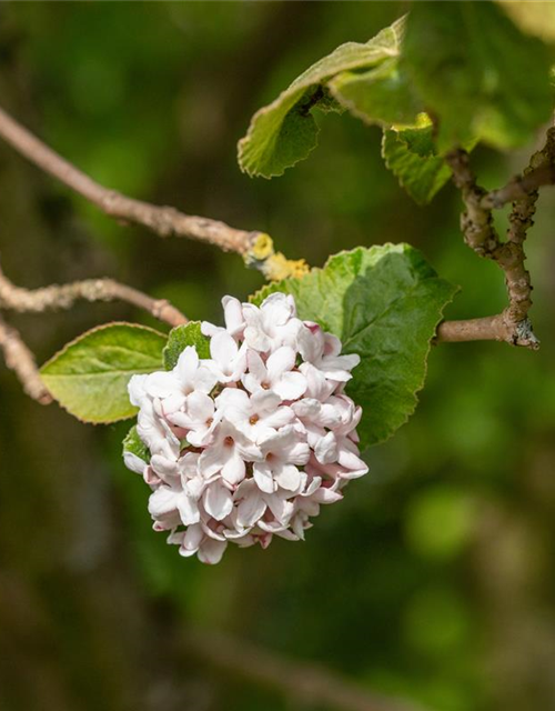 Viburnum carlesii