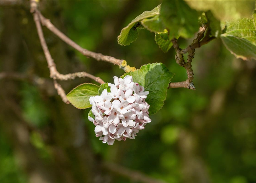 Viburnum carlesii