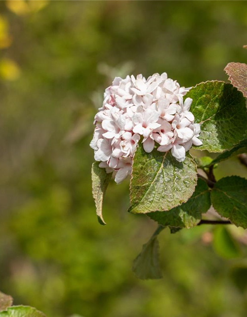 Viburnum carlesii